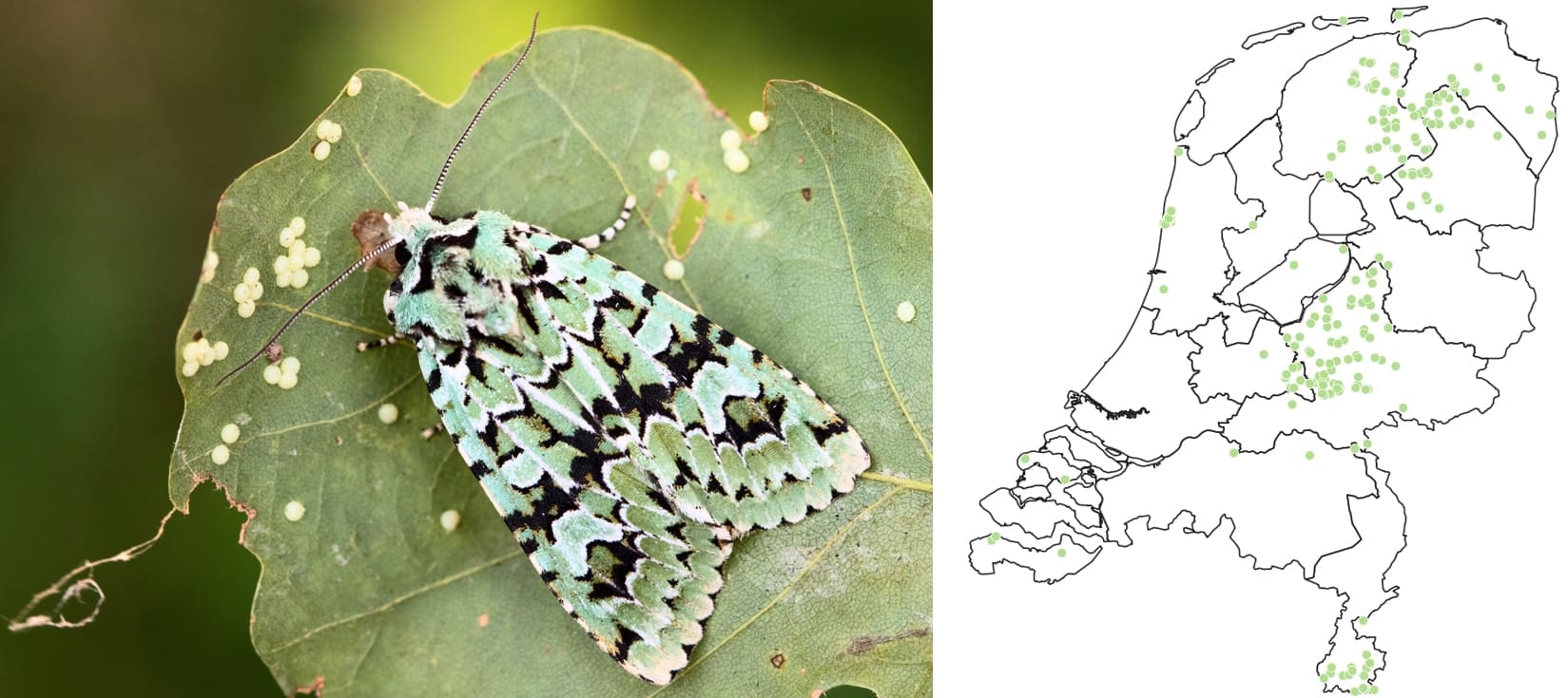 Jurriën van Deijk, NDFF